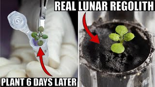 For The First Time Ever Plants Grow In Actual Lunar Soil From Apollo Missions [upl. by Angelle851]