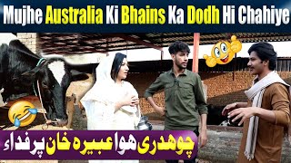 Australia ki Bains Ka Dodh Leny Aai Abeera Khan 🤣Funny Show [upl. by Eeroc960]