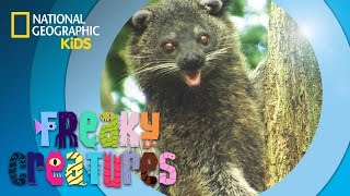 Binturong Smells Like Popcorn I Freaky Creatures [upl. by Hsaniva]