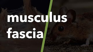 Kaslarla ilgili anatomik terimler Musculus fascia 35 [upl. by Einnol18]