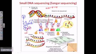 Sanger sequencing [upl. by Issej912]