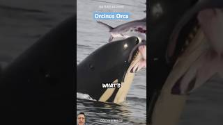 Orcinus Orca animals reaction [upl. by Peacock303]