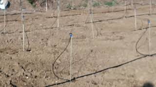 Micro sprinkler system for vegetable goa [upl. by Mir]