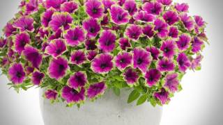 Supertunia® Picasso in Purple™ Petunia from Proven Winners [upl. by Ahsenod]