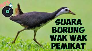 FULL Suara Wak Wak Pemikat [upl. by Manwell970]