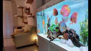 Top 5 Best Home Aquarium for Discus  Unbelievable Discus Tank [upl. by Isidore]