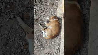 This dogs leg was horribly broken by a man I feed him and he sleeps near me to protect himself [upl. by Nikoletta188]