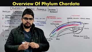 Phylum Chordata General Characteristics and Overview of Chordates [upl. by Aillimac979]