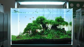 DIY Aquarium bonsai tree with moss for aquascapes Full tutorial [upl. by Elleiram831]