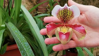 Orquídea Paphiopedilum quotZapatitoquot cuidados [upl. by Axel]