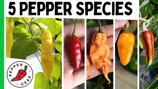 The 5 Major Pepper Species  Grow Interesting Pepper Varieties  Pepper Geek [upl. by Marabelle]