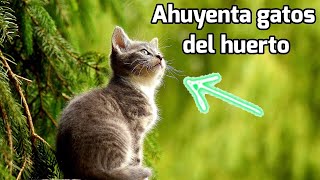 Como AHUYENTAR GATOS en el Huerto de manera rápida fácil y eficaz 🐱 Plantas sanas [upl. by Ahsir]