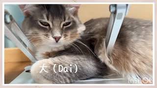 我が家の猫が可愛すぎるcat kitten猫のいる暮らし 猫のいる生活 ねこ 仔猫キャットウォーク [upl. by Frantz]