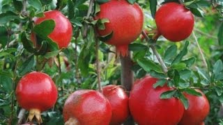 How to Grow Pomegranates  Complete Growing Guide [upl. by Heimer]