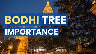 Significance of Bodhi Tree at Bodh Gaya [upl. by Calysta20]