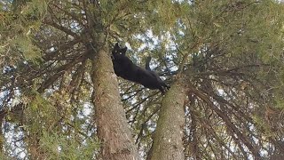 How Do Cats Climb Down From The Tallest Trees [upl. by Lenahtan918]