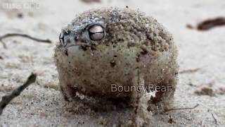 A desert rain frogs war cry [upl. by Oecam]