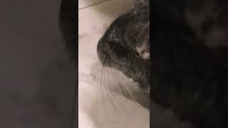 Chinchilla taking a dust bath [upl. by Ative]