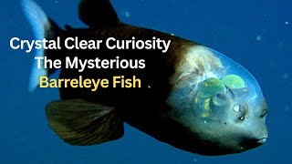 Crystal Clear Curiosity The Mysterious Barreleye Fish [upl. by Hsilgne156]