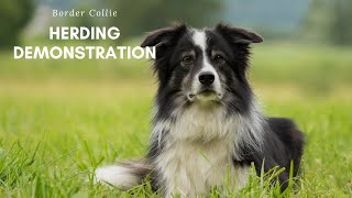 Border Collie Herding Demonstration [upl. by Sirkin]