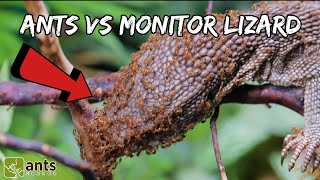 I Gave My Fire Ants a Monitor Lizard [upl. by Quinlan]