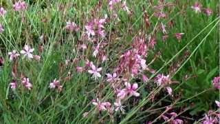 GardenofAaroncom  Gaura lindheimeri Siskiyou Pink [upl. by Erret]