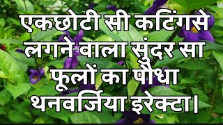 Care Tips for Thunbergia Erecta plant [upl. by Zacherie]