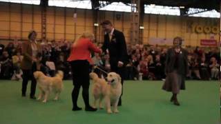 dfs Crufts 2011  Best of Breed Retriever Golden [upl. by Amikehs]