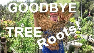 STOP Tree ROOTS in a Garden Where Vegetables Grow in Soil amp Woodchips [upl. by Kylander]