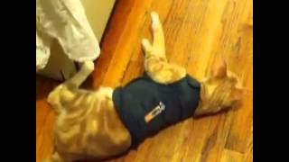 Cat Reviews Thundershirt [upl. by Aker820]