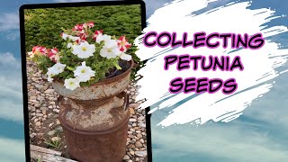 How to Save Seeds from Petunias  Midweek MiniVideo [upl. by Straub259]