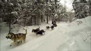 Chien de Traineau  dog sledding  Kanatha aki  Mont Tremblant [upl. by Sorvats]