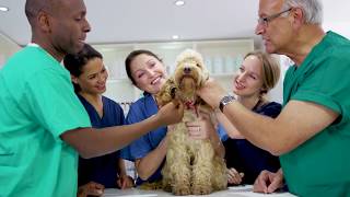 Veterinary Assistant Training  ed2go Advanced Career Training [upl. by Pennie]