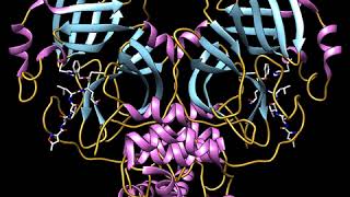 COVID19SARSCoV2 Main Protease [upl. by Cottle529]