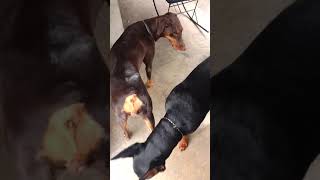 Perros Doberman Apareamiento [upl. by Reisman]