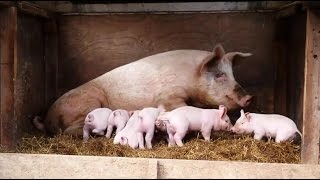 The Yorkshire piglets are 2 weeks old Update3 [upl. by Nofets]