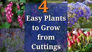 4 Easy Plants to Grow from Cuttings [upl. by Maxantia]