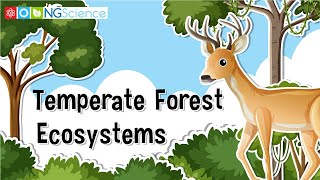 Temperate Forest Ecosystems [upl. by Frodeen990]