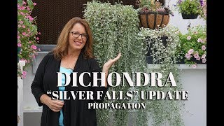 Propagate Dichondra Silver Falls Update [upl. by Kristie]