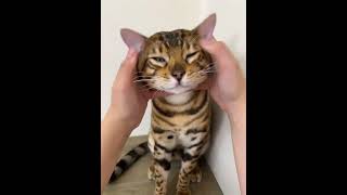 你好你好你好豹猫 豹大厨 bengalcat cat cute funny pets [upl. by Ashling913]