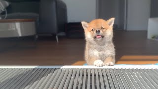 Shiba Inu from Puppy to Adult 8 weeks to 1 year [upl. by Erdnaet869]