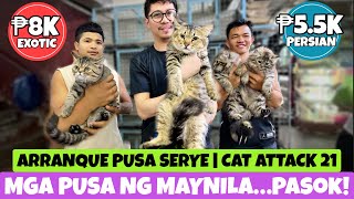 MGA PUSANG ALOK NGAYON NG ARRANQUE  MARCH 14 2024 [upl. by Ahsakal]