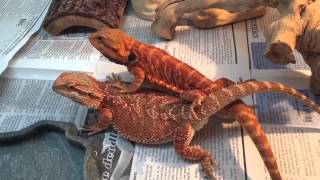 Bearded Dragon Breeding Red Project 1 [upl. by Rozek]