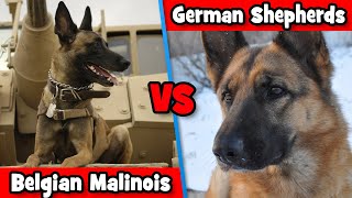 German Shepherds Vs Belgian Malinois Which Dog Breed Is The BEST  DoggOwner [upl. by Sanford]