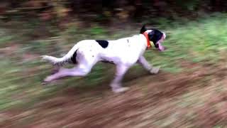 Quick Muddy Run  English Setter [upl. by Jenness]