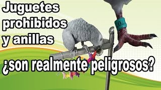 Juguetes prohibidos para pajaros y el peligro de las anillas [upl. by Amian221]