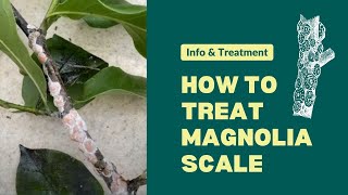 How to treat Magnolia Scale [upl. by Annekim]