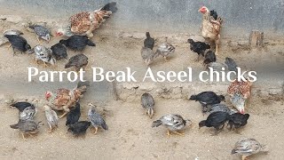 Parrot Beak Aseel Chicks  Parrot Beak Aseel Chicks For Sale TOSHMAHIASEELLOVER [upl. by Ahsenhoj]