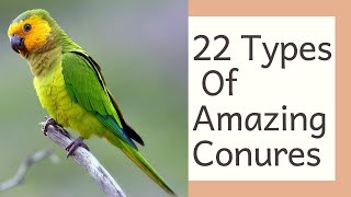 22 Varieties Of Conures  Best Conures As Pet  Different Types Of Conures  Rare Conure Species [upl. by Picker]