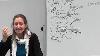 Barbara ONeill  Part 13 Improving health through digestion [upl. by Daza]